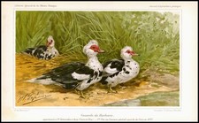 1894 Antique Chromolithograph