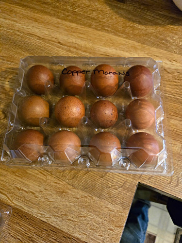 Black copper marans hatching - black,