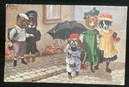 Cavalier king charles spaniel - cavalier,