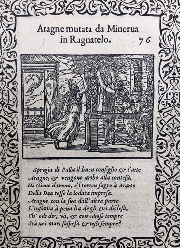 Rare araignée 1559 spider - rare,