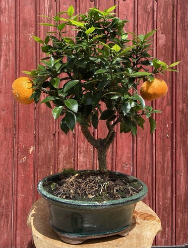 Bonsaï agrume citrus - agrume,