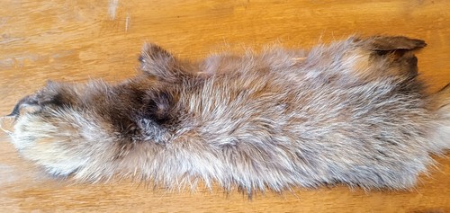 Magnifique fourrure racoon - magnifique,