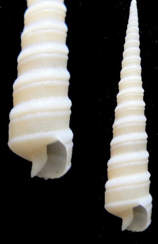 Coquillage collection - coquillage, de