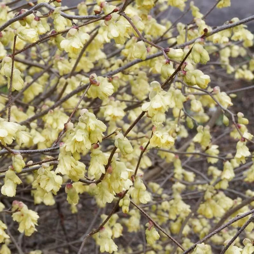 Corylopsis pauciflora - ,