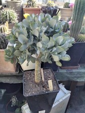Cactus, plantes grasses: crassula arborescens undulatifolia "blue bird", 5/6 cm
