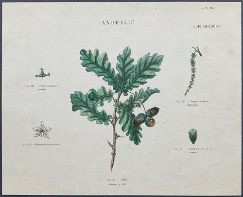 Herbier chêne gravure - gravure, couleur