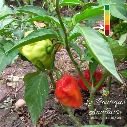 Graines piment antillais - graines,