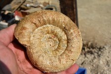 grande ammonite Poculisphectes poculum callovien de Normandie.