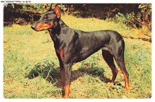 CD-BFP1-0980-CHIEN - Doberman