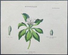 Herbier Magnolier parasol Gravure couleur v. 1860 par Audouit