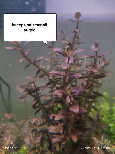 Brin de bacopa - 🔥🔥1,