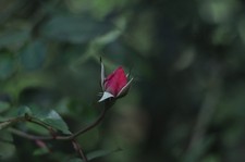 Objectif Pentax SMC Takumar