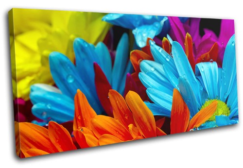 Gerber blossom flower - flower, floral