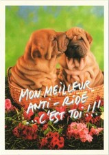 CPA AK Sharpei DOG (1178951)