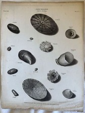 Musique Patella Radiata Nimbosa Larmée Conchigliologia Coquillages 1811 Shells