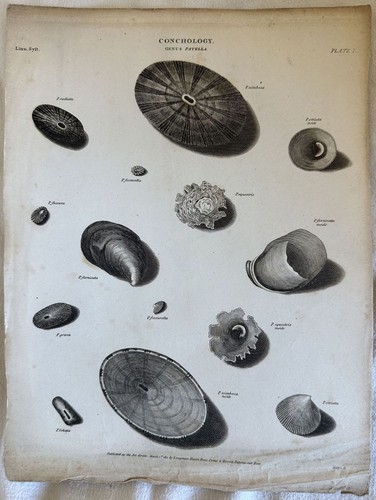 Musique patella radiata - musique,