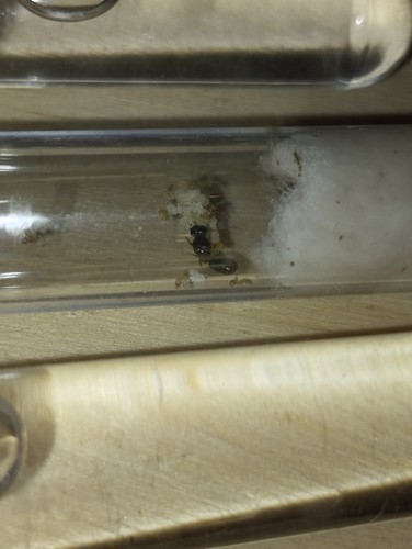Colonie pheidole pallidula - colonie, de