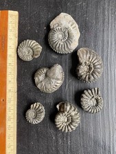 Ammonites Pyritisées / lot de 7 spécimens / Haute-Saône / France