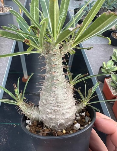 Raresucculent plant - raresucculent,