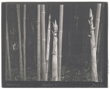 Bell, vintage bamboo print, platinum print 23x28 Circa 2002 <div 