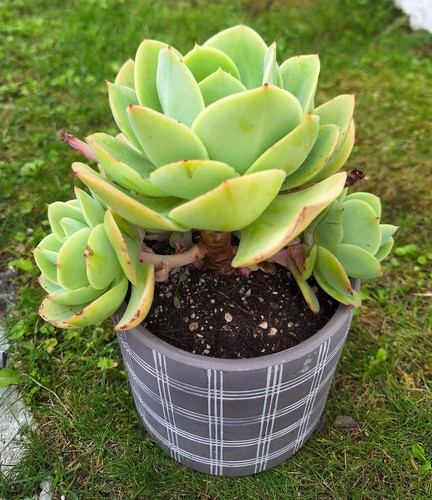 Echeveria peach pride avec - peach,