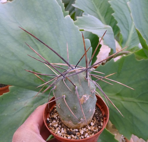 Tephrocactus aoracanthus - tephrocactus,