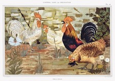 Art mural vintage coq et poule