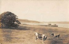 Bucksport Maine ? Cows Scenic