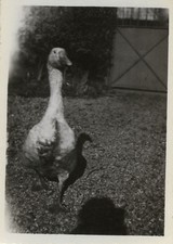 PHOTO ANCIENNE - VINTAGE SNAPSHOT - ANIMAL OIE JARRE OMBRE - GOOSE 1945