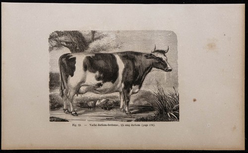 1860 vache durham bretonne - vache,