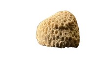 White coral fossil, from Morocco, perfect gift for the stressed 49 gr