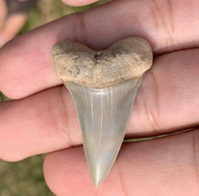 Carcharodon hastalis Extinct