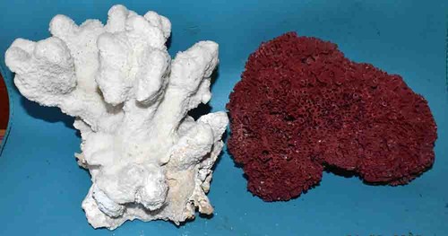Coral corail 2 - coral,