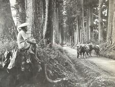 JAPON La route sacrée vers