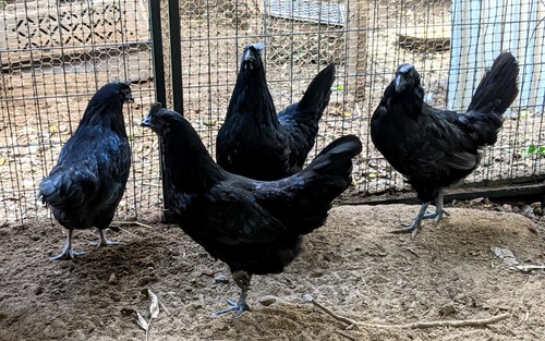 Ayam cemani hatching eggs - cemani,