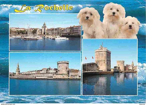 Carte postale animaux - postale,