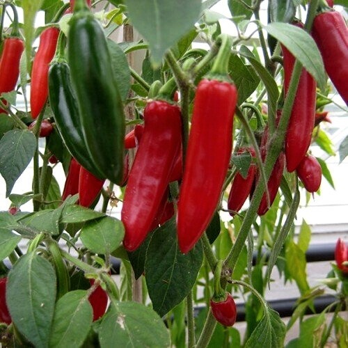Lot graines de - 10, piment