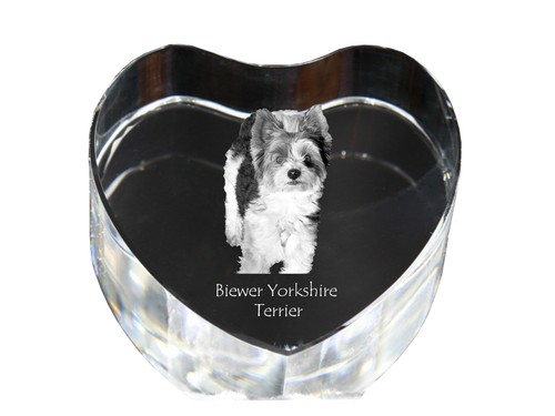 Biewer yorkshire terrier cœur - yorkshire,