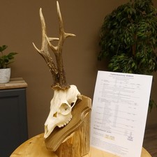 Bois de Cervidés Actuel Poids