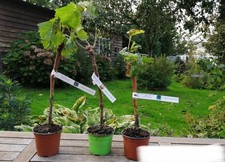 Petit fruit, kiwi, cep de