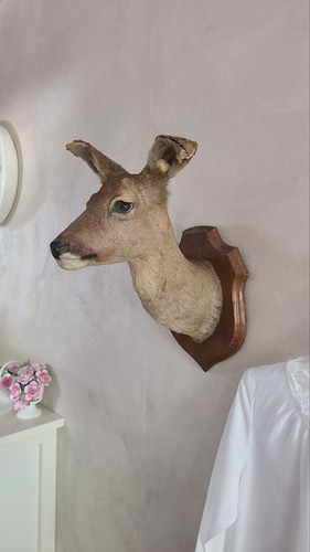 Taxidermie tete chevreuil - tete,