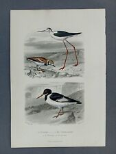Gravure Oiseaux XIXéme Siècle Flourens Dessin De Traviès l'Echasse Tourne Pierre