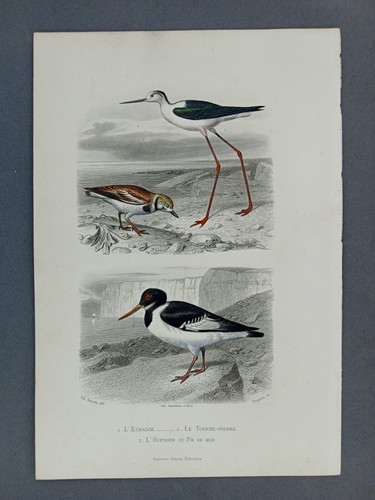 Gravure oiseaux xixéme - oiseaux,