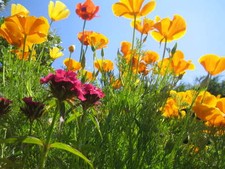 + 50 GRAINES D'ESCHOLTZIA ou