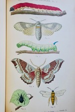 ARBRE UTILE - LE PEUPLIER -