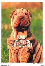 Animaux - Chiens - Shar-Pei - Chien plissé - CPM - Voir Scans Recto-Verso