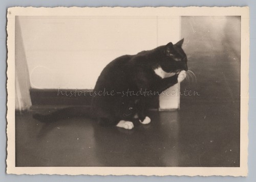 Black cat petzi with - black, white