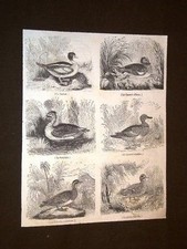 Papera Garrot Souchet Teal Duck Whistle Animali