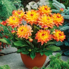 Dahlia Tubercule Fleurs Fleurs