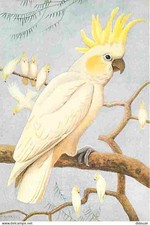 Animals - Birds - Parrot - Yellow Hoofed Cockatoos - Drawing - New Map -